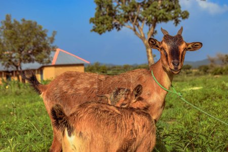 Téléchargez les photos : African Dwarf Goats Grazing Under the Sun in their Natural Habitat. Production et élevage de lait de chèvre en Afrique - en image libre de droit
