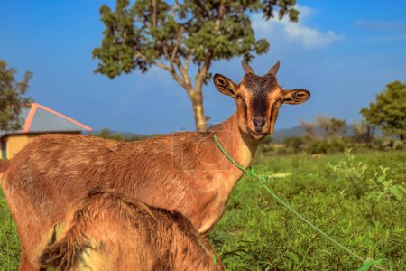 Téléchargez les photos : Chèvres mignonnes au paysage rural par un après-midi ensoleillé en Afrique - en image libre de droit