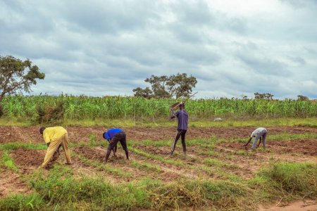 Photo for Abuja, Nigeria - December 06, 2021: African people harvesting vegetables at field - Royalty Free Image
