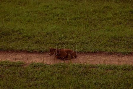 Téléchargez les photos : État du Plateau, Nigéria - 2 avril 2023 : La chèvre naine africaine se trouve sur la route dans son habitat naturel. Production et élevage de lait de chèvre en Afrique. - en image libre de droit