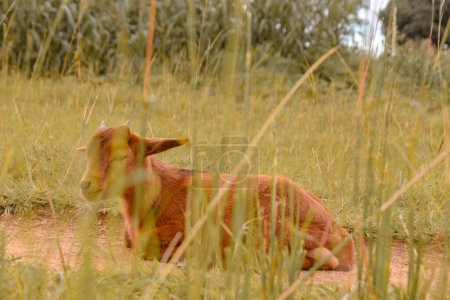 Foto de Plateau State, Nigeria - 2 de abril de 2023: La cabra enana africana se encuentra en la carretera en su hábitat natural. Producción y pastoreo de leche de cabra en África. - Imagen libre de derechos