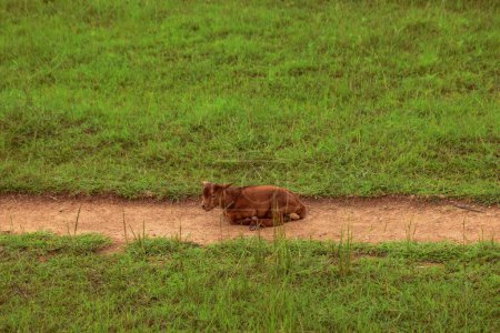 Foto de Plateau State, Nigeria - 2 de abril de 2023: Enano Africano Grazing Under the Sun in their Natural Habitat. Producción y pastoreo de leche de cabra en África. - Imagen libre de derechos