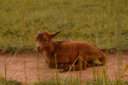 Photo for Plateau State, Nigeria - April 2, 2023: African Dwarf Goat Grazing Under the Sun in their Natural Habitat. Goat Milk Production and Herding in Africa. - Royalty Free Image