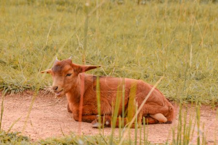 Téléchargez les photos : État du Plateau, Nigéria - 2 avril 2023 : Pâturage de chèvres naines africaines sous le soleil dans leur habitat naturel. Production et élevage de lait de chèvre en Afrique. - en image libre de droit