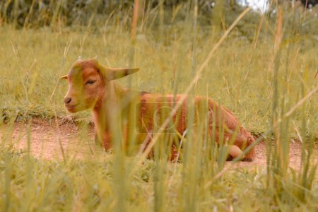 Photo for Plateau State, Nigeria - April 2, 2023: African Dwarf Goat Grazing Under the Sun in their Natural Habitat. Goat Milk Production and Herding in Africa. - Royalty Free Image