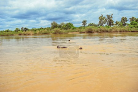 Foto de Delta State, Nigeria - 9 de diciembre de 2021: Hombres africanos nadando en el río con agua sucia, Nigeria - Imagen libre de derechos