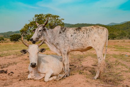 Téléchargez les photos : Jos East, État du Plateau, Nigéria - 12 mai 2021 : Vaches laitières broutant sur un magnifique ciel ensoleillé et un paysage de ranch serein. Industrie bovine - en image libre de droit