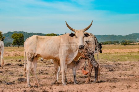 Téléchargez les photos : Jos East, État du Plateau, Nigéria - 12 mai 2021 : Vaches laitières broutant sur un magnifique ciel ensoleillé et un paysage de ranch serein. Industrie bovine - en image libre de droit
