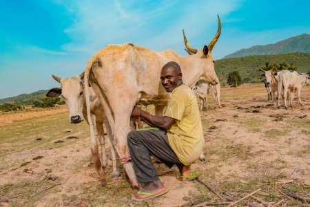 Téléchargez les photos : Jos East, État du Plateau - 12 mai 2021 : Un agriculteur africain local traite des vaches laitières traditionnellement avec ses mains dans un magnifique paysage de ranch serein. Industrie bovine - en image libre de droit