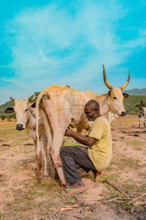 Foto de Jos East, Plateau State - 12 de mayo de 2021: Campesino africano local ordeñando vacas lecheras tradicionalmente con sus manos en un hermoso y sereno paisaje de rancho. Industria ganadera - Imagen libre de derechos
