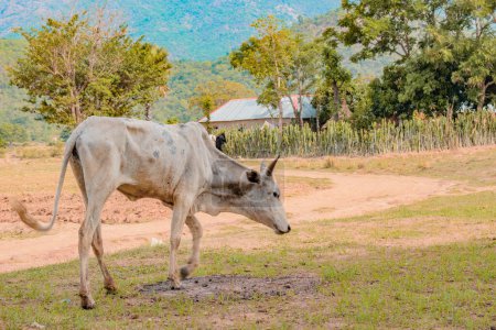 Téléchargez les photos : Jos East, État du Plateau, Nigéria - 12 mai 2021 : Vache laitière broutant sur un magnifique ciel ensoleillé et un paysage de ranch serein. Industrie bovine - en image libre de droit