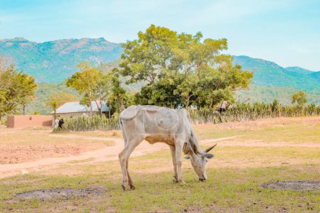 Téléchargez les photos : Jos East, État du Plateau, Nigéria - 12 mai 2021 : Vache laitière broutant sur un magnifique ciel ensoleillé et un paysage de ranch serein. Industrie bovine - en image libre de droit