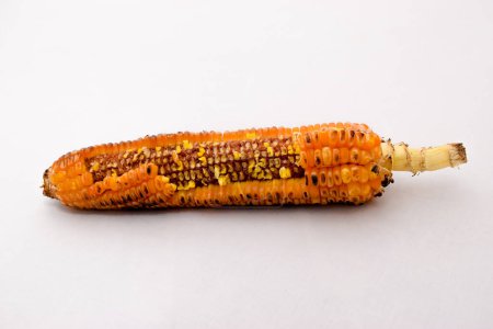 Téléchargez les photos : Maïs rôti à moitié mangé sur fond blanc. Maïs rôti fumé ou grillé avec marques de dents sur une tige rouge - en image libre de droit