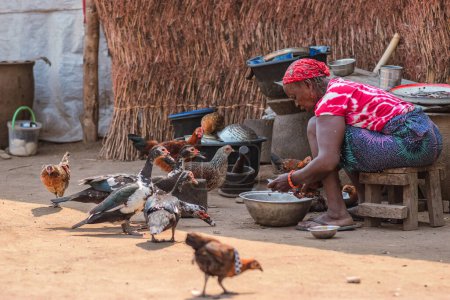 Téléchargez les photos : Opialu, Benue Etat - 20 Janvier 2023 : Femme Africaine travaillant et nourrissant ses animaux domestiques - en image libre de droit