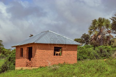 Téléchargez les photos : Structure de logement typique dans un village africain un après-midi chaud - Mud House. Ancienne maison hantée avec une chèvre debout sur la fenêtre dans une communauté rurale africaine - en image libre de droit