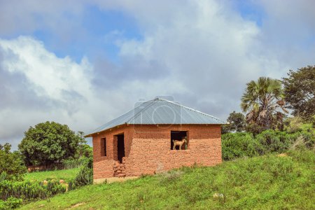 Foto de Estructura típica de la vivienda en una aldea africana en una tarde caliente - casa de barro. Antigua casa embrujada con una cabra en la ventana de una comunidad rural africana - Imagen libre de derechos
