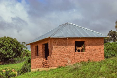 Photo for Typical Housing Structure in an African Village on a Hot Afternoon - Mud House. Old Haunted House with a Goat Standing on the Window in an African Rural Community - Royalty Free Image