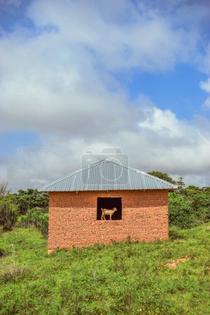 Photo for Typical Housing Structure in an African Village on a Hot Afternoon - Mud House. Old Haunted House with a Goat Standing on the Window in an African Rural Community - Royalty Free Image