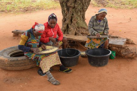Photo for Opialu, Benue State - March 6, 2021: African Women sorting Seeds for Processing on hot afternoon - Royalty Free Image