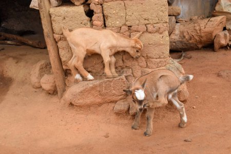 Foto de Cabras enanas africanas pastando bajo el sol en su hábitat natural. Producción y pastoreo de leche de cabra en África - Imagen libre de derechos