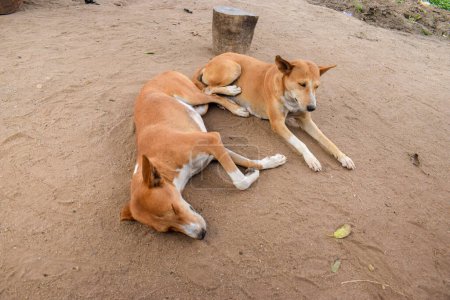 Téléchargez les photos : Aminaux domestiques couchés sur le sol en Afrique. - en image libre de droit