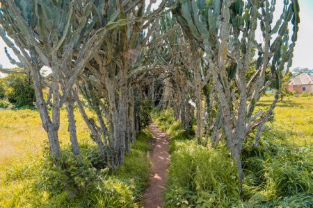 Téléchargez les photos : Sentier le long des cactus d'agave dans le village africain - en image libre de droit