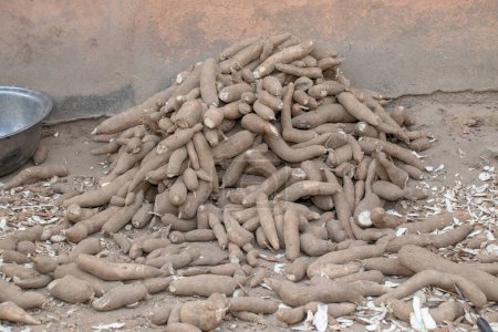 Téléchargez les photos : Pile de manioc frais récolté dans la communauté africaine locale - en image libre de droit