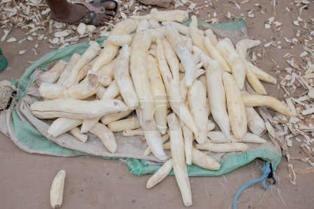 Téléchargez les photos : Pile de manioc pelé récolté dans la communauté africaine locale - en image libre de droit