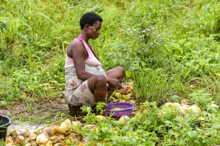 Foto de Talata, Plateau State - junio, 2023: Retrato de una mujer africana embarazada clasificando semillas - Imagen libre de derechos