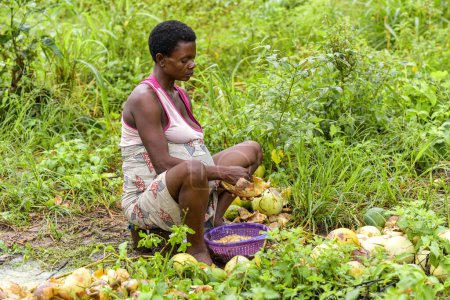 Foto de Talata, Plateau State - junio, 2023: Retrato de una mujer africana embarazada clasificando semillas - Imagen libre de derechos