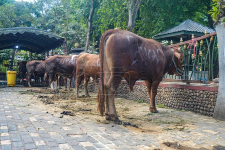 Foto de Vaca sacrificial perteneciente al gobierno de la ciudad de Tulungagung durante Eid al-Adha - Imagen libre de derechos