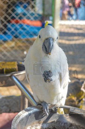 ein Eleonora-Kakadu mit weißem Fell, der auf einem Bein frisst und in die Kamera schaut
