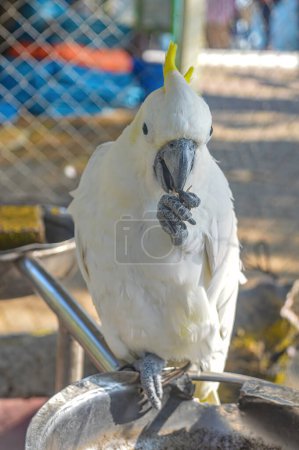 ein Eleonora-Kakadu mit weißem Fell, der auf einem Bein frisst und in die Kamera schaut