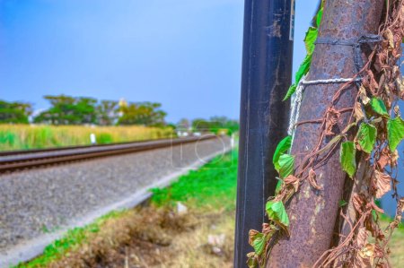 Iron electricity poles covered with vines on the edge of a double track railway in Indonesia