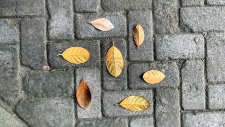 Dry leaves arranged in a very beautiful circle on the paving block