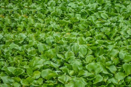 Top view of the texture of water hyacinth plants in a river