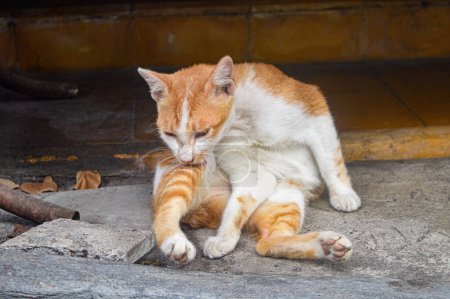 an orange cat or ginger cat or marmalade cat or tabby cat who is self-grooming