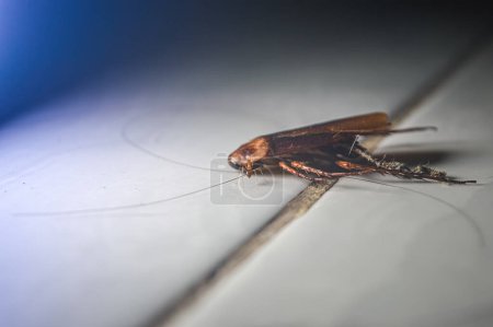 a dead cockroach on the floor