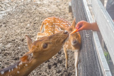 a group of axis deer at the zoo being fed by visitors