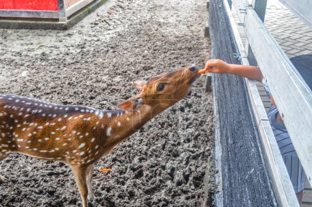 an axis deer at the zoo being fed by visitors