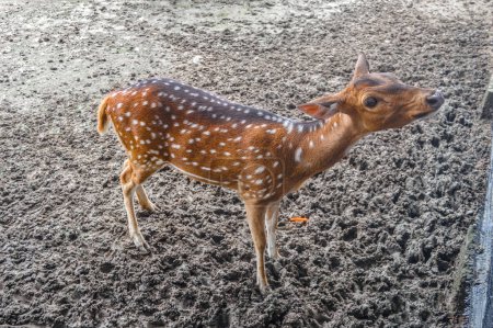an axis deer at the zoo waiting to be fed by visitors