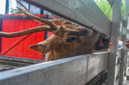 an axis deer at the zoo being fed by visitors