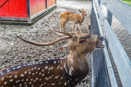 an axis deer at the zoo waiting to be fed by visitors