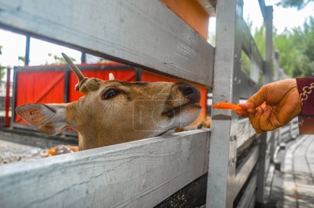 un cerf axe au zoo nourri par les visiteurs