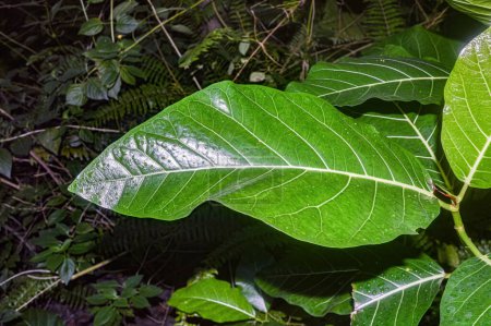 Blätter der Lantana camara Pflanze, die in freier Wildbahn wächst