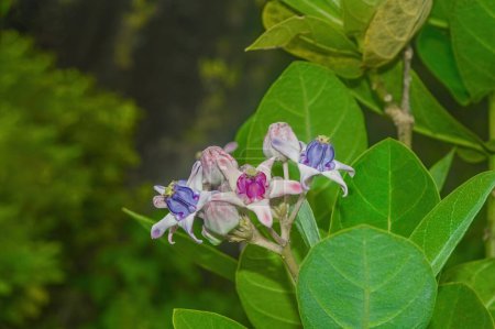 Biduri-Blütenpflanze oder Calotropis gigantea in freier Wildbahn