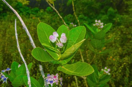 Biduri-Blütenpflanze oder Calotropis gigantea in freier Wildbahn