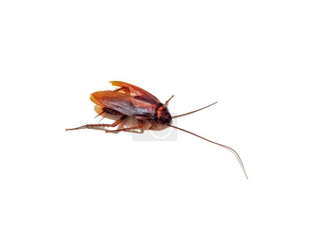 Una cucaracha muerta en el suelo
