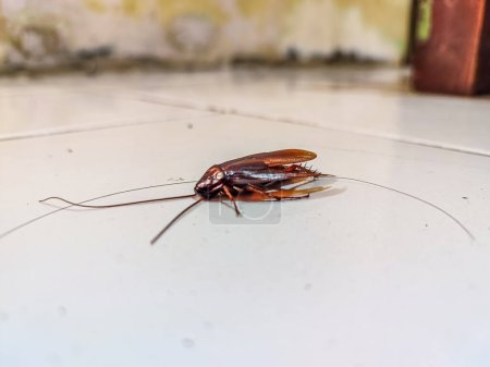 Una cucaracha muerta en el suelo

