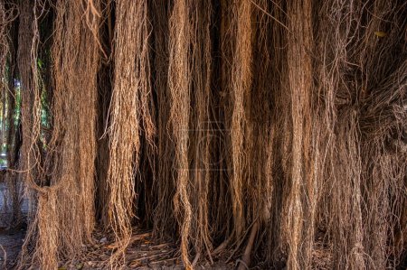 Die zufälligen Wurzeln eines großen alten Banyan-Baumes wirken gespenstisch mit einer mystischen und gespenstischen Aura